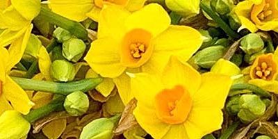 The Annual Spring Clean – a joy or a chore?