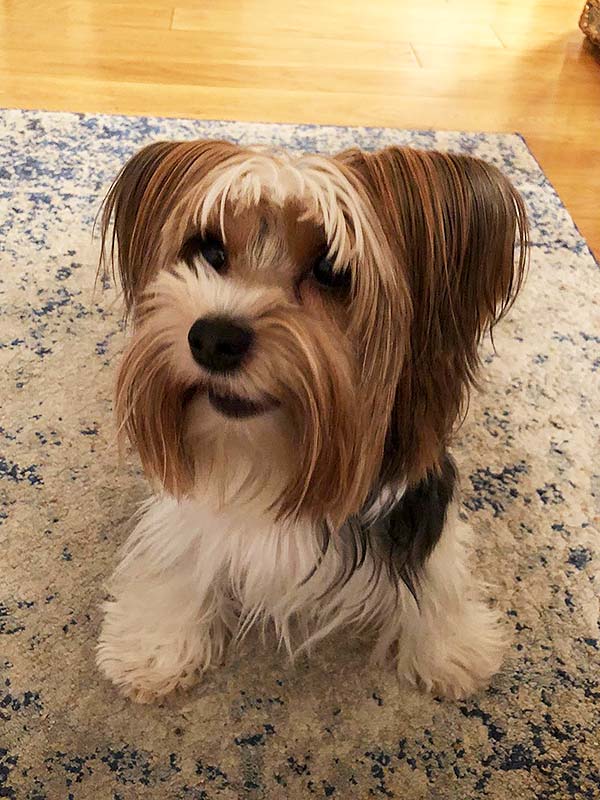 Zauberfee Cleaning - Dog's Lockdown