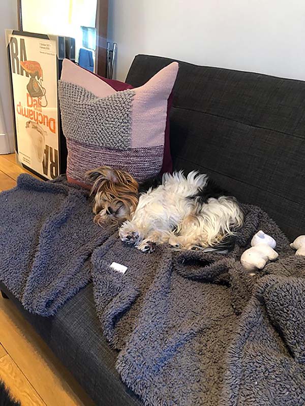 Zauberfee Cleaning - Dog's Lockdown