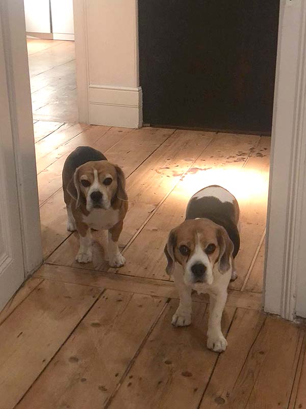 Zauberfee Cleaning - Dog's Lockdown
