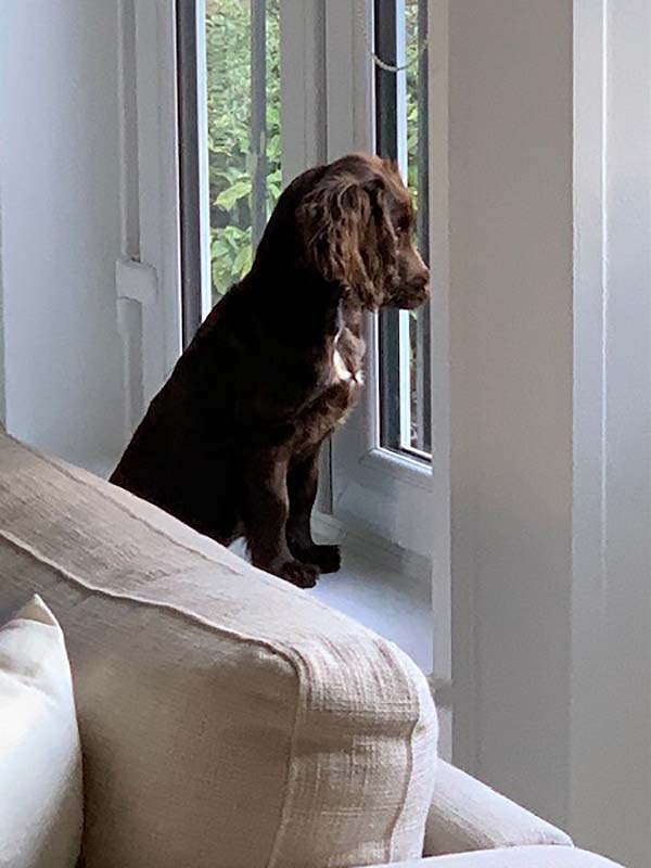 Zauberfee Cleaning - Dog's Lockdown