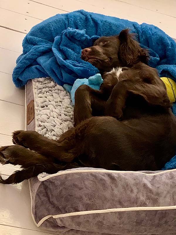 Zauberfee Cleaning - Dog's Lockdown