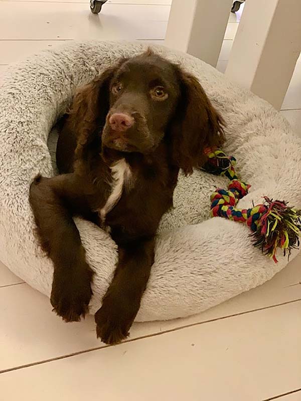 Zauberfee Cleaning - Dog's Lockdown