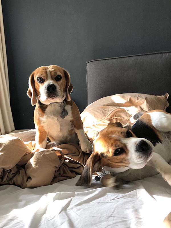 Zauberfee Cleaning - Dog's Lockdown