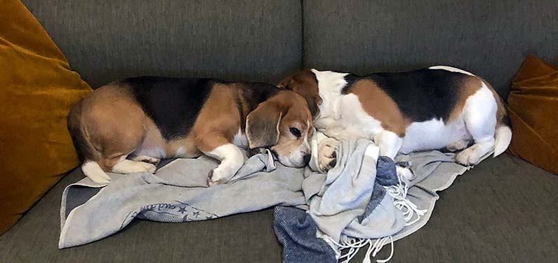 Zauberfee Cleaning - Dog's Lockdown