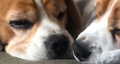 It’s a Dog’s Lockdown