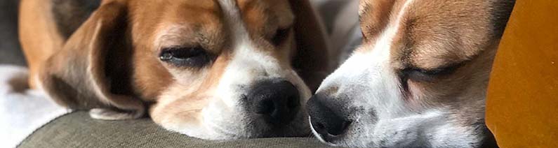 It’s a Dog’s Lockdown
